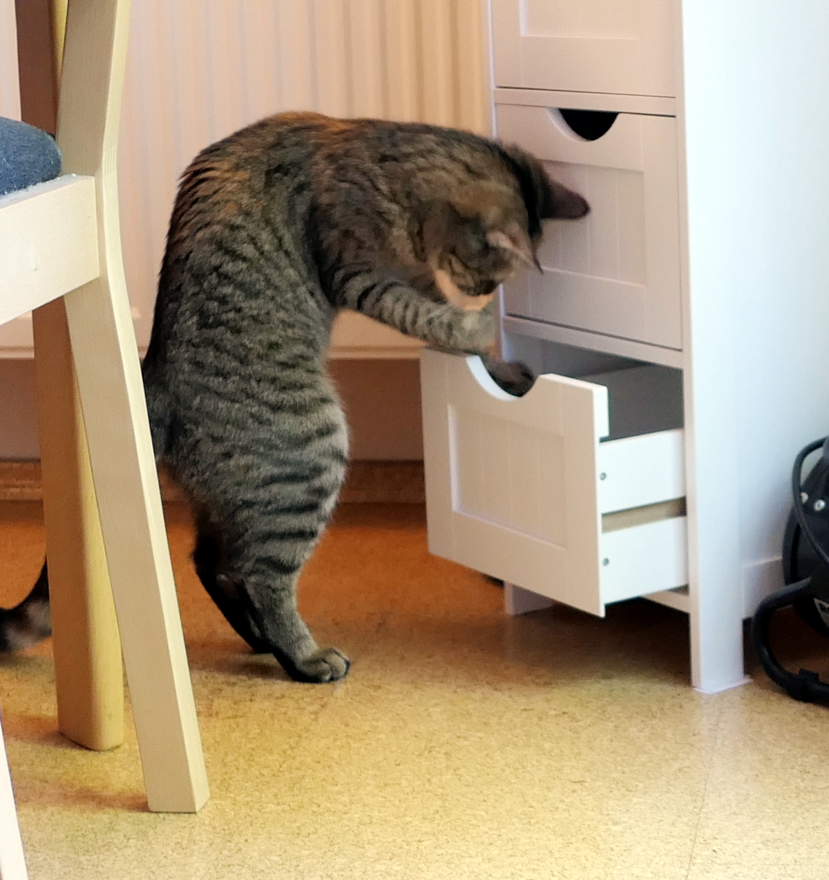 Katze Lilly steht auf den Hinterpfoten vor einer geöffneten Schublade und angelt mit einer Vorderpfote darin herum. Sie wirkt wie eine kleine Schatzsucherin, die entschlossen nach einer verborgenen Kostbarkeit sucht. Lilly-20260529c