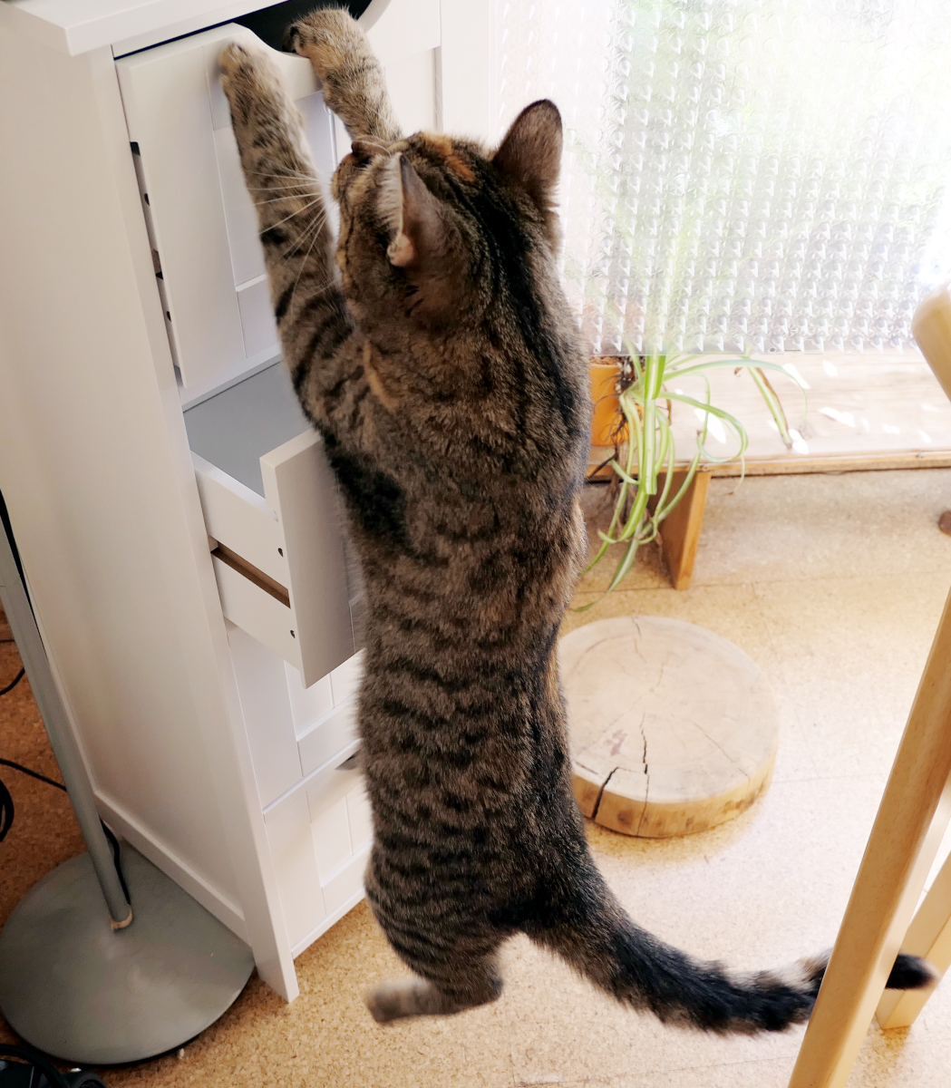 Katze Lilly hängt mit den Vorderpfoten an der geöffneten obersten Schublade eines weißen Schubladenschranks. Ihr Körper schwebt frei in der Luft, während sie sich zielstrebig nach dem Duft der im zweiten Fach von oben versteckten Leckerlis streckt. Lilly-20260729b