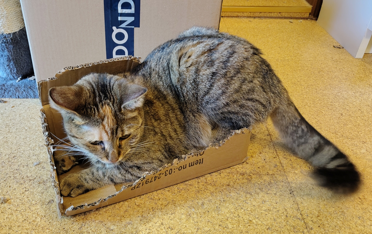 Katze Lilly sitzt in einem sehr kleinen, bereits stark zerfetzten Karton auf dem Boden. Der Karton ist an den Rändern deutlich angeknabbert und eingerissen – sichtbare Spuren ihrer persönlichen Katzenkonfetti-Produktion. Lillys Körper passt nur knapp hinein, während ihr langer Schwanz hinten herausragt. Lilly-20260829b