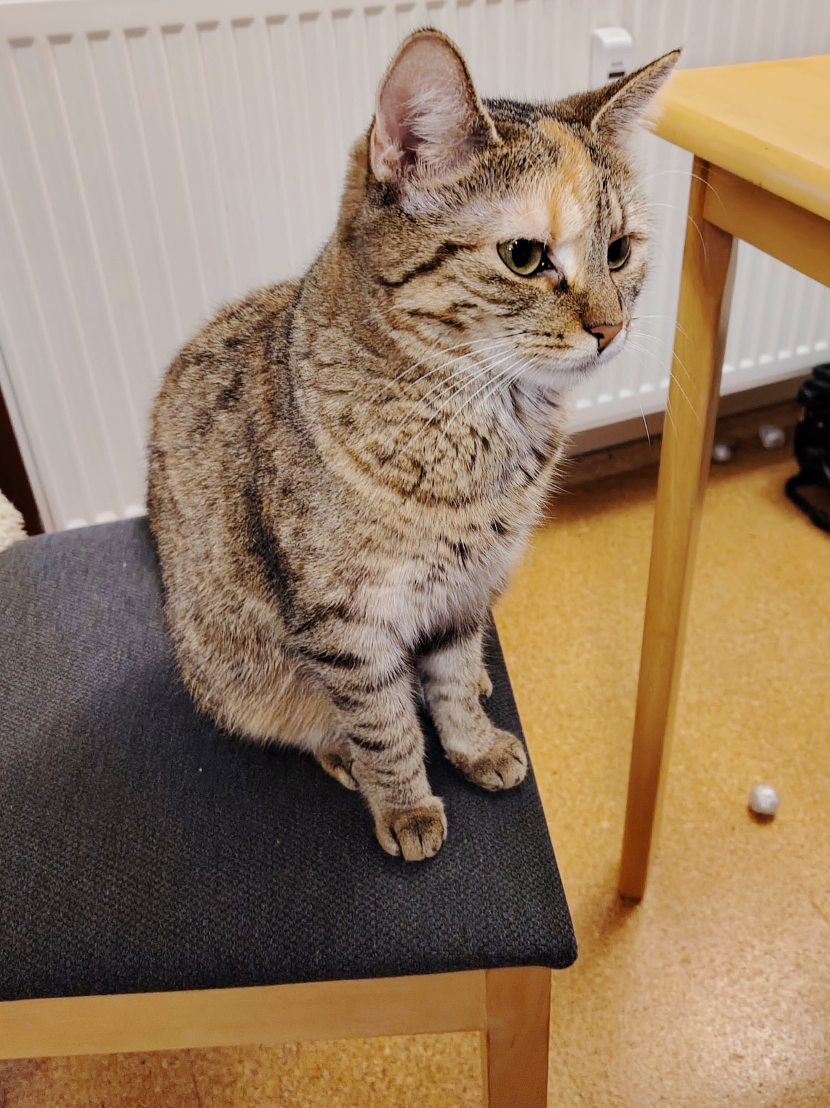 Katze Lilly sitzt aufrecht und geduldig auf einem gepolsterten Stuhl am Tisch. Sie blickt aufmerksam zur Seite und scheint darauf zu warten, dass endlich die angekündigten Leckerlies serviert werden. Lilly-20260929b