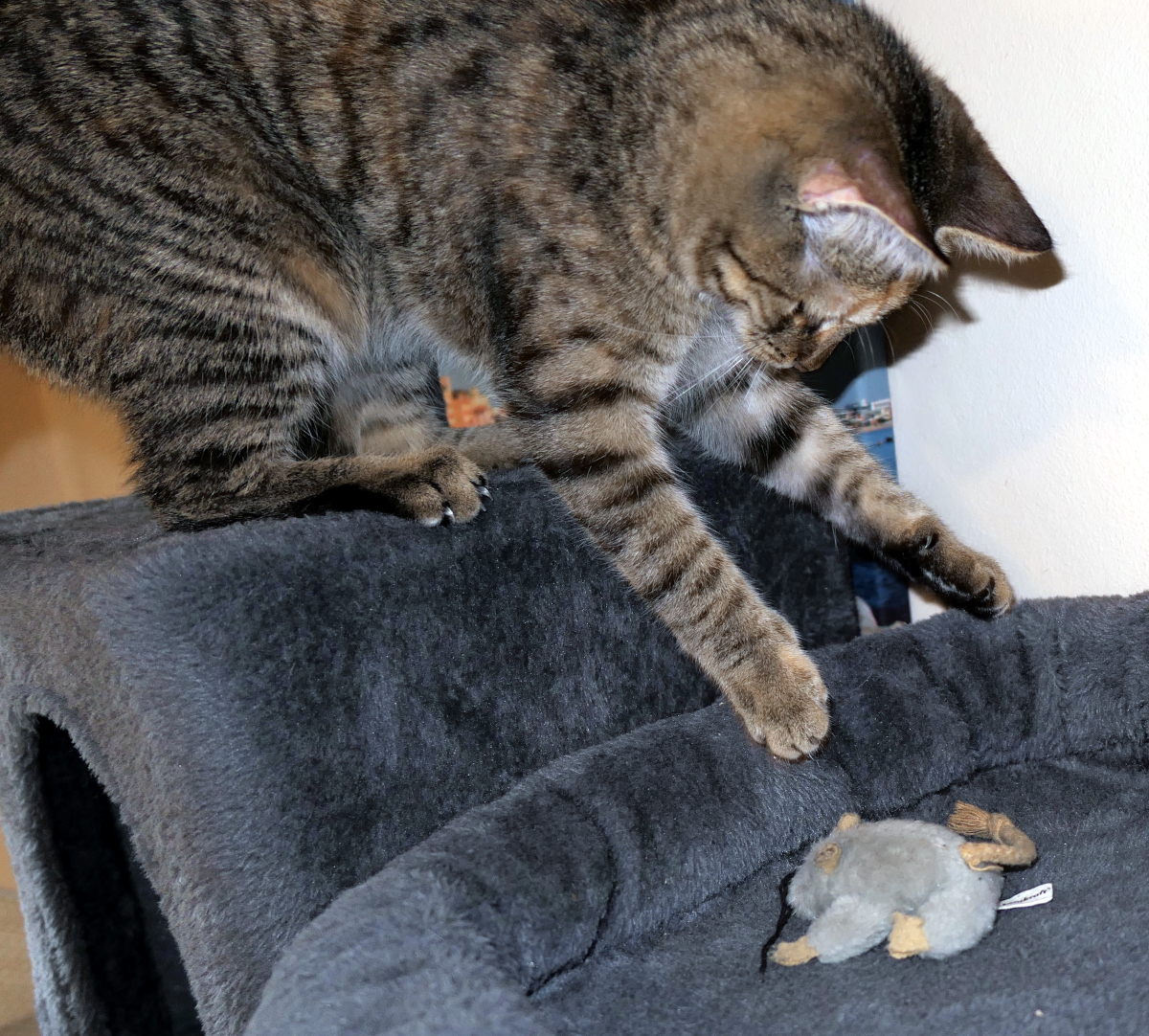 Katze Lilly ist im Sprung festgehalten, elegant wie eine kleine Raubkatze. Sie springt von einer höheren Ebene ihres Katzenbaumes auf die darunterliegende Liegefläche zu. Dort wartet ihre geliebte graue Stoffmaus. Ihre beiden Vorderpfötchen sind bereits nach der Maus ausgestreckt – ein perfekter Moment zwischen Absprung und Landung. Man sieht förmlich, wie ernst sie ihre Mission nimmt: Maus retten! Oder jagen! Oder knuddeln! 🐭💨 lilly-20251127a