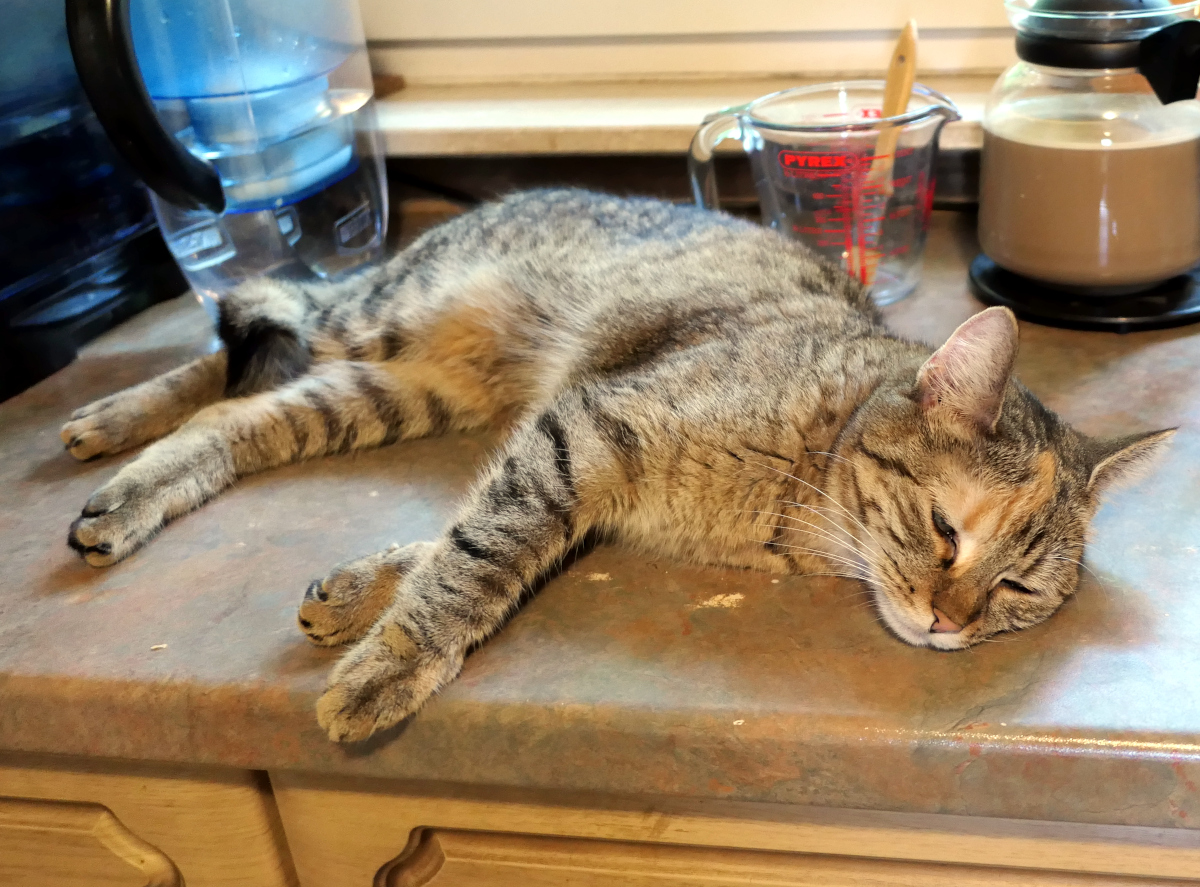 Katze Lilly liegt ausgestreckt und tief entspannt auf der Küchenanrichte. Mit halb geschlossenen Augen genießt sie den angenehm kühlen Untergrund und macht ein Nickerchen. Lilly-20260630b