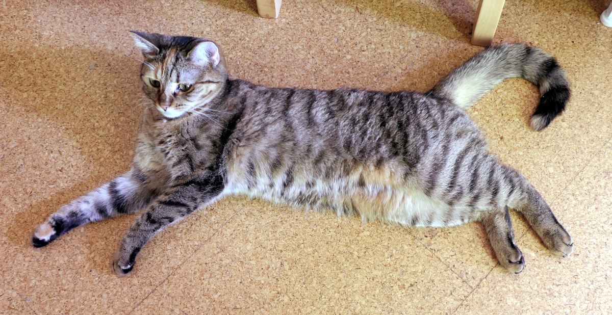 Katze Lilly liegt lang ausgestreckt auf dem Fußboden und ruht sich nach ihren Abenteuern aus. Entspannt beobachtet sie ihre Umgebung und genießt die warme Nachmittagspause. Lilly-20260730c