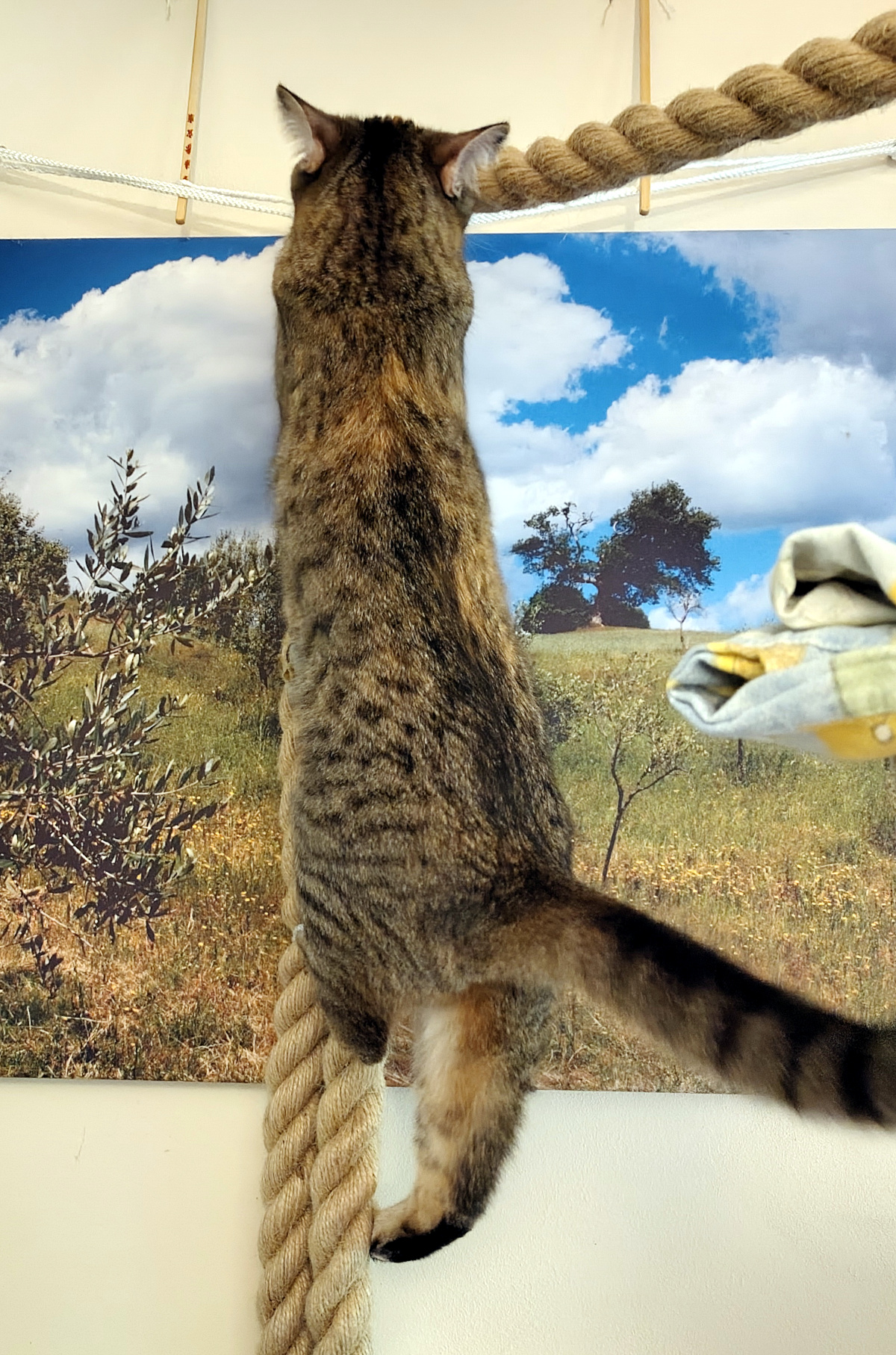Katze Lilly klettert an einem dicken Seil nach oben. Von hinten ist zu sehen, wie sie sich mit Vorder- und Hinterpfoten am Seil festhält und ihren Körper nach oben streckt. Lilly-20260830b