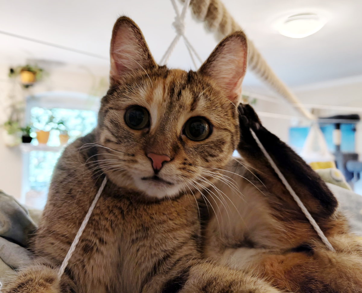 Katze Lilly liegt etwas verdreht in einer am Seil aufgehängten Stoffschale. Eine Hinterpfote ragt nach oben, während sie mit großen Augen direkt in die Kamera schaut. Lilly-20260830c