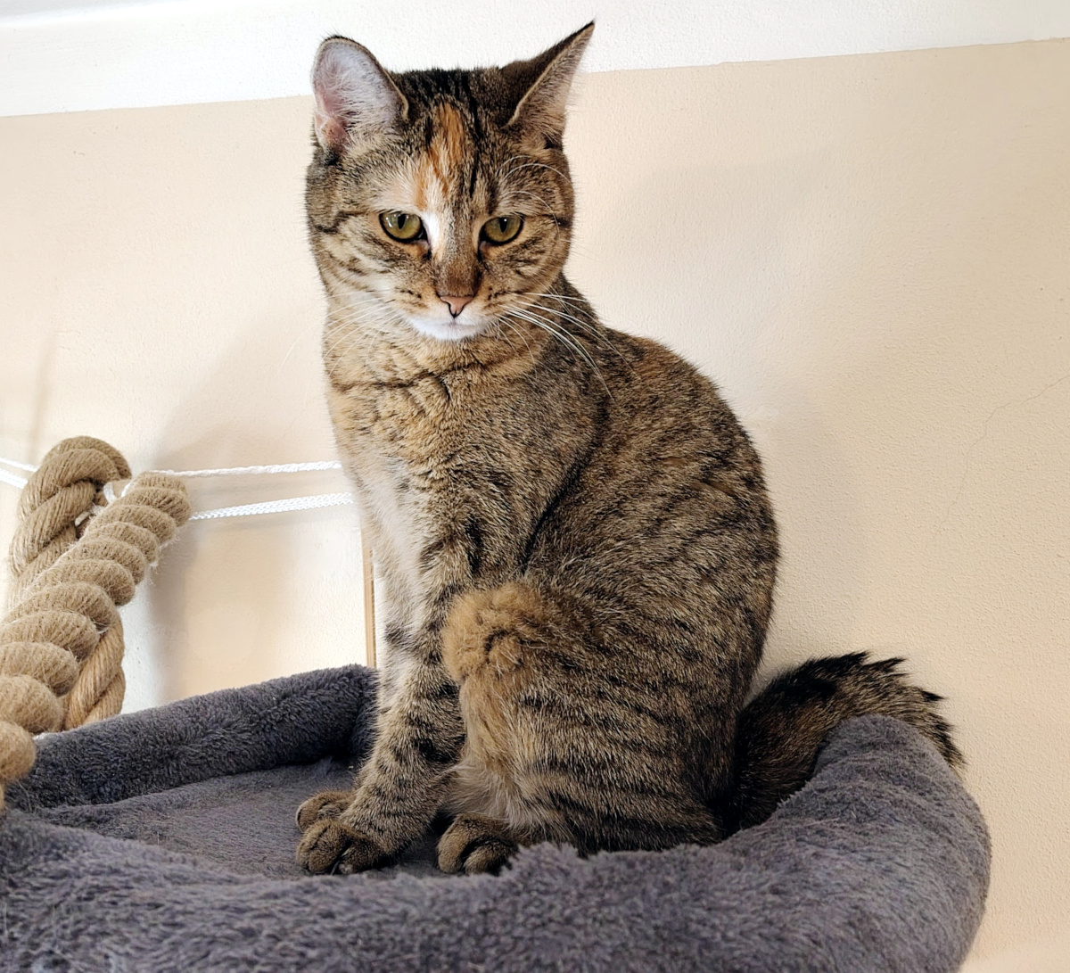 Katze Lilly sitzt auf der oberen, grau gepolsterten Liegefläche ihres Katzenbaums. Sie blickt aufmerksam in die Kamera, während ihr Schwanz seitlich neben ihr liegt. Links ist ein dickes Kletterseil zu sehen. Lilly-20260930b