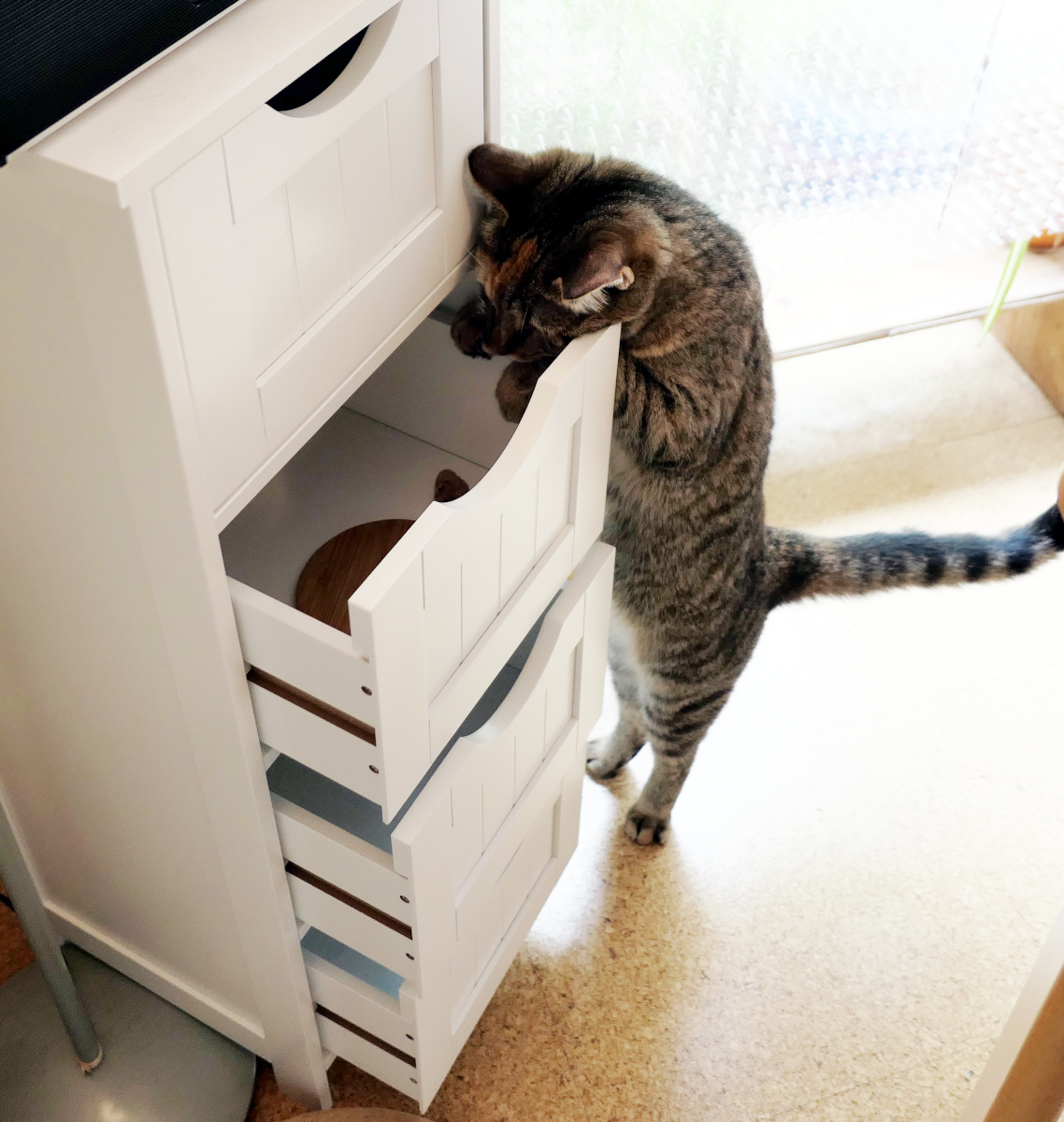 Katze Lilly hat die dritte Schublade geöffnet und streckt sich weit nach oben, um in das Fach hineinzuschauen. Mit großer Konzentration versucht sie, an den Inhalt der Schublade zu gelangen. Lilly-20260531b