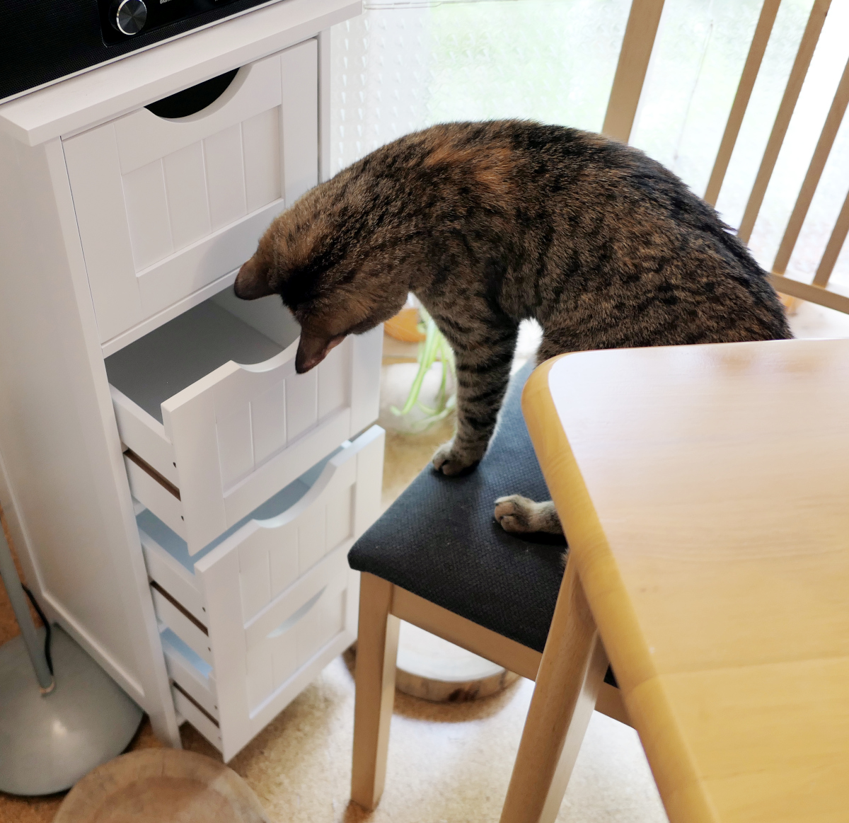 Katze Lilly sitzt auf einem Stuhl neben dem weißen Schubladenschrank und blickt neugierig in die geöffnete dritte Schublade. Die clevere Katze nutzt die erhöhte Position, um besser an ihr Ziel zu gelangen. Lilly-20260531c