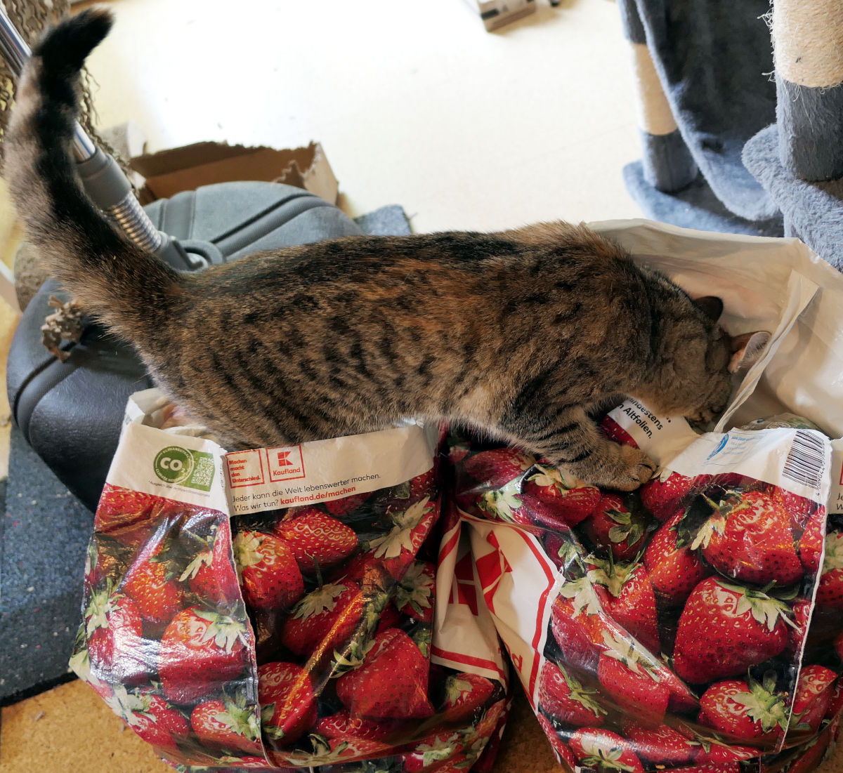 Katze Lilly steht mit den Vorderpfoten in einer Einkaufstasche mit Erdbeermotiv und steckt neugierig den Kopf tief hinein. Neben ihr steht eine zweite Einkaufstasche, die ebenfalls sorgfältig kontrolliert werden soll. Lilly-20260731b